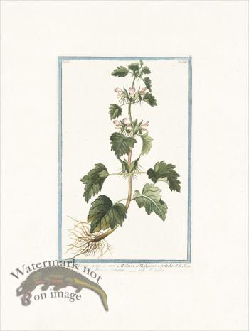 Bonelli 246 Spiny Molucca